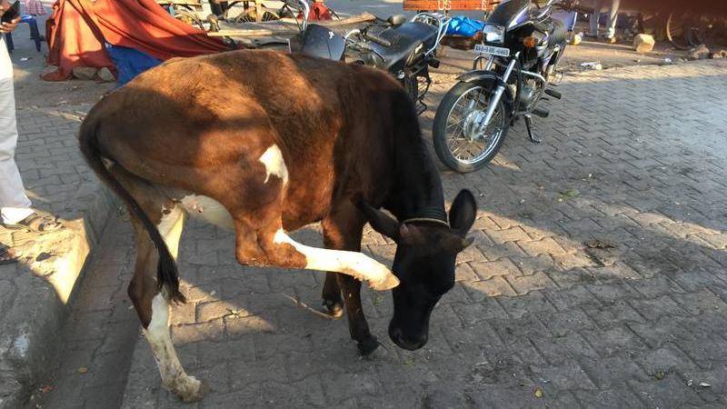 Here you can see a cow in front of a fruit stall.